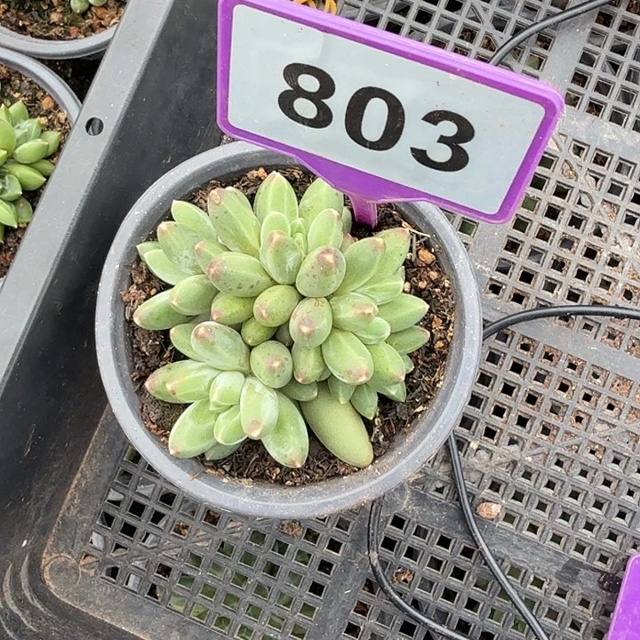 多肉植物伊卡鲁斯803