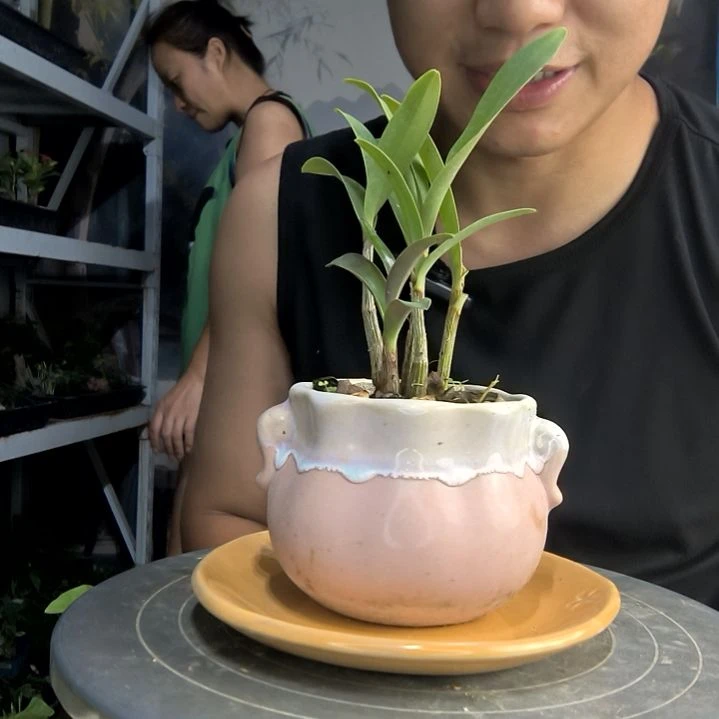 ?中青园艺一物一拍155