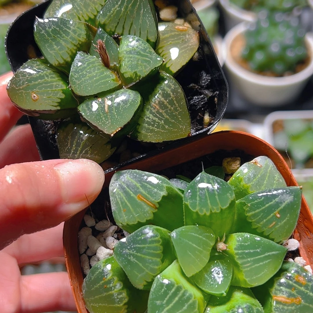 日月潭+光明寿多肉