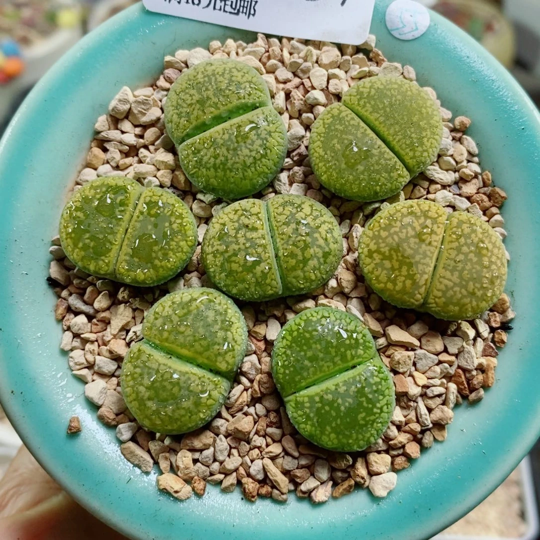 生石花花花花花花花897
