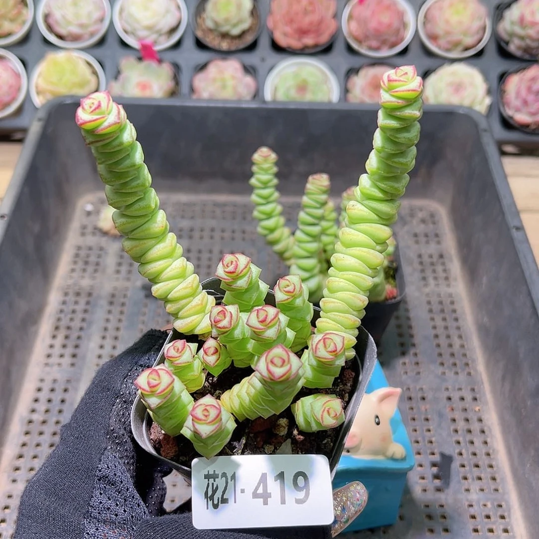 花利美21-419钱串子