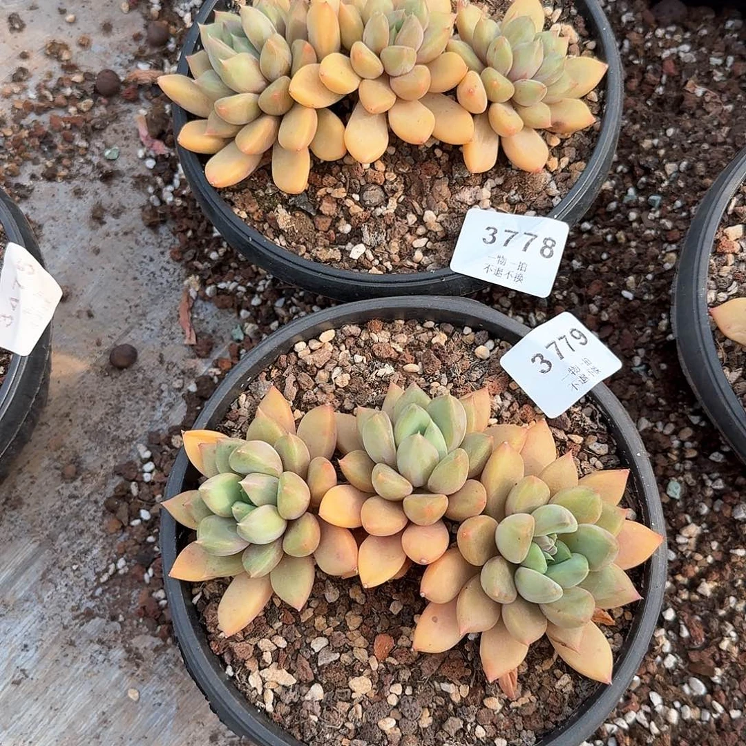 丽*?3778 3779号红象牙多肉