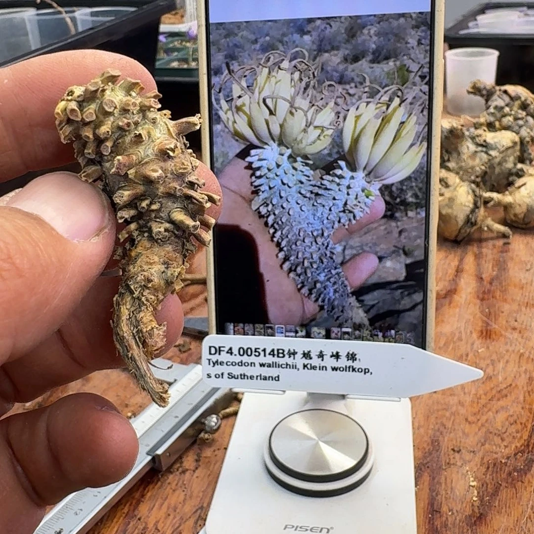 苏瑟兰钟馗奇峰锦2-3-6