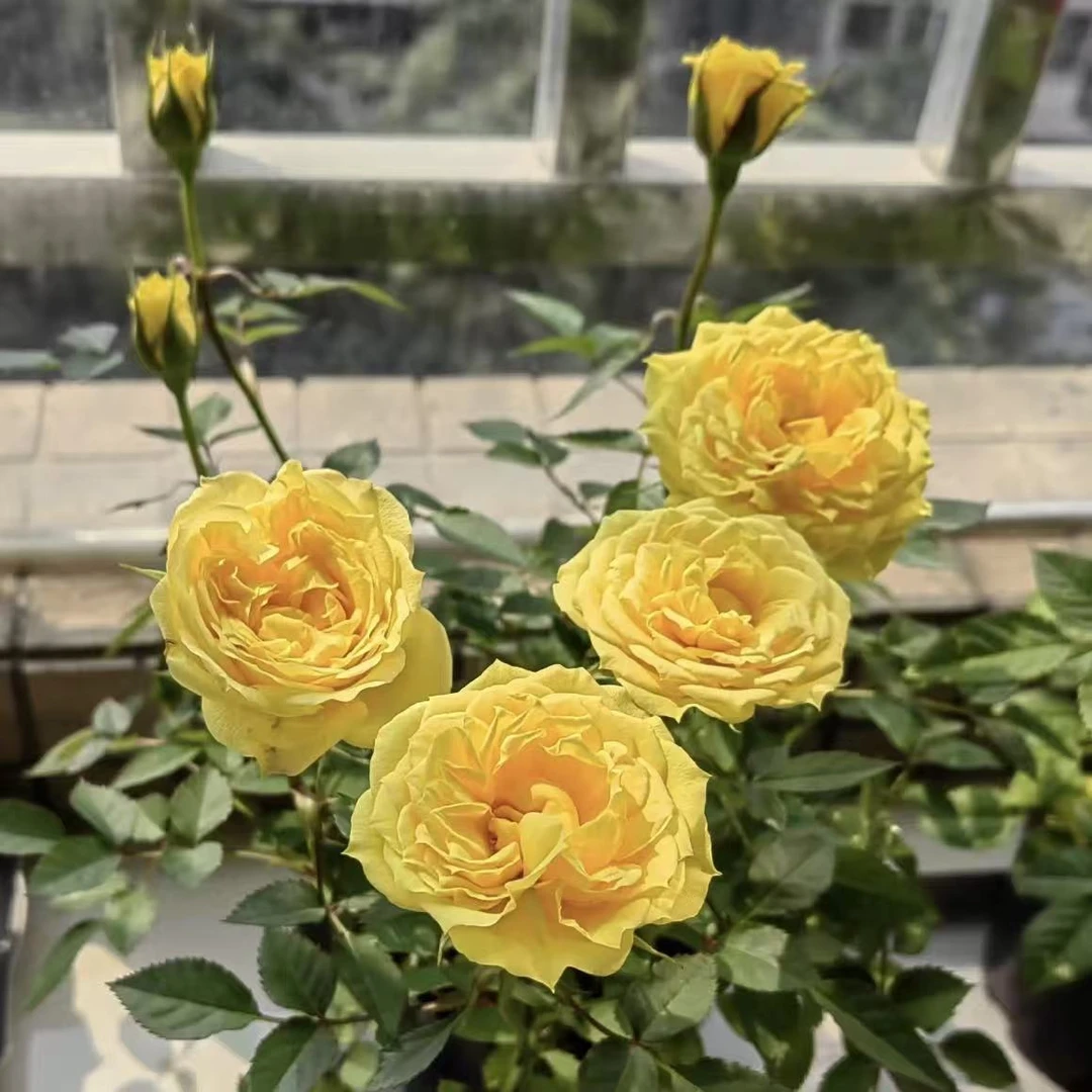 玉米月季丛生盆栽花卉庭院耐晒耐寒花园植物