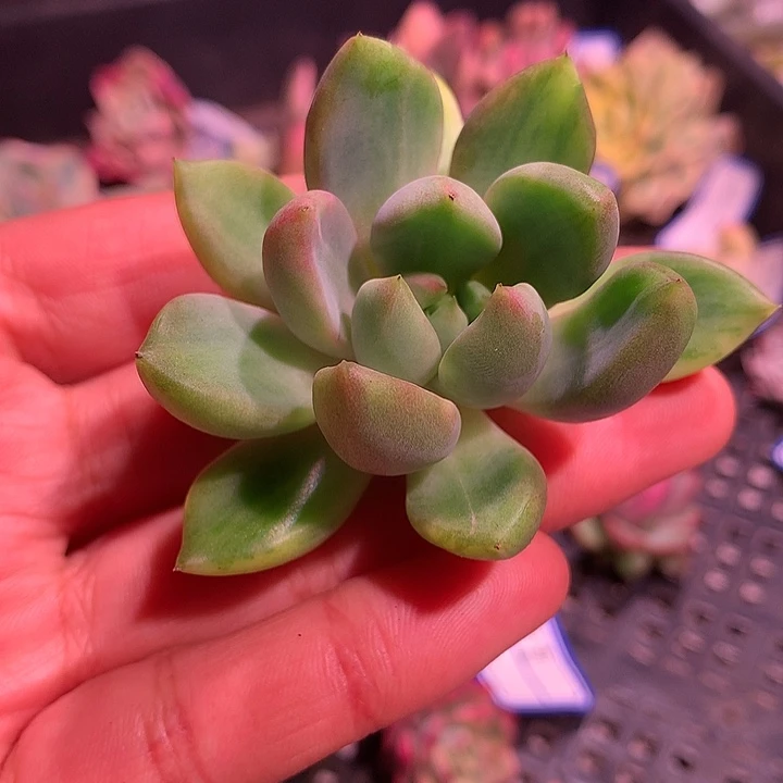 红象牙黄拉丝锦活动价