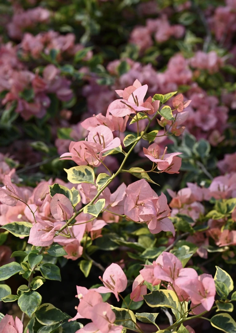 盆苗【金边台湾姑娘】精品三角梅四季勤花