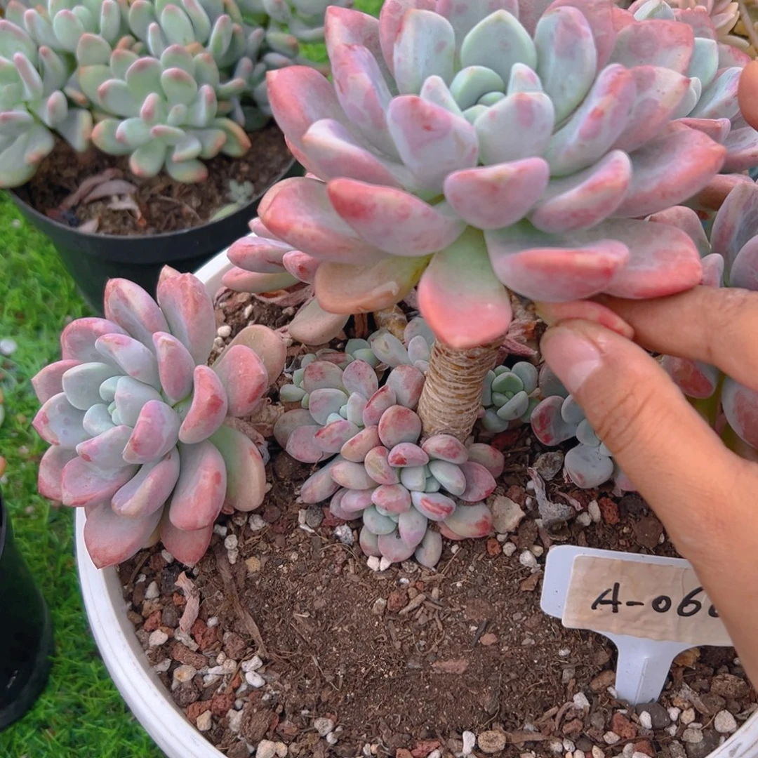 花瓣鹿060号一物一拍