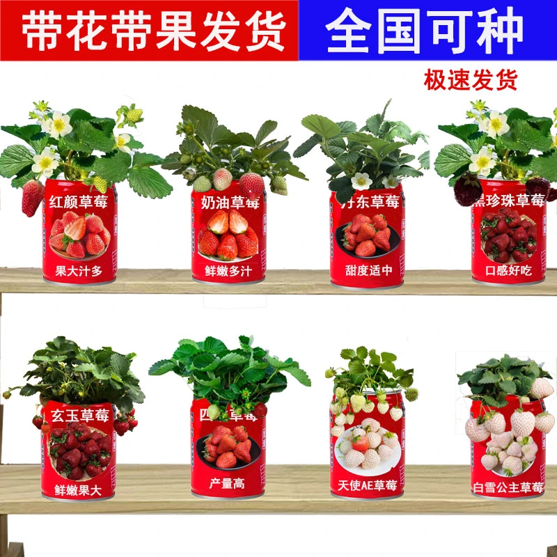 草莓苗加仑盆带花带果盆栽原土原盆果树苗南北方种植四季当年结果
