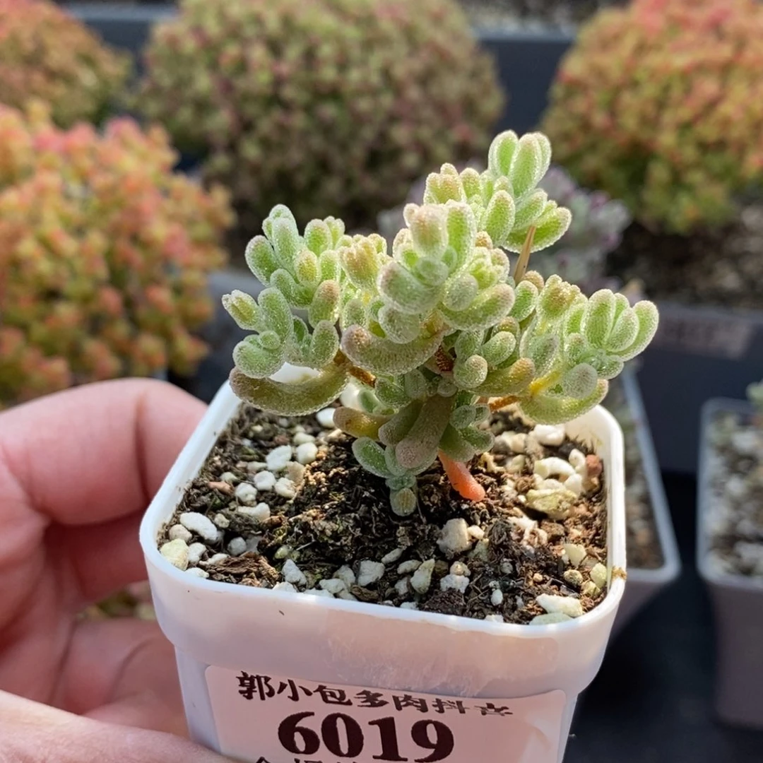 6019枝干番杏优选冰晶