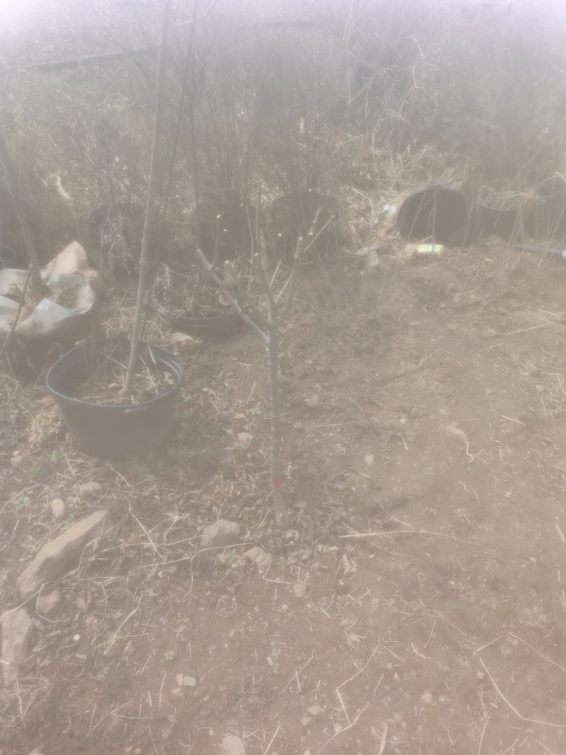 大花圆锥绣球花园蕾丝