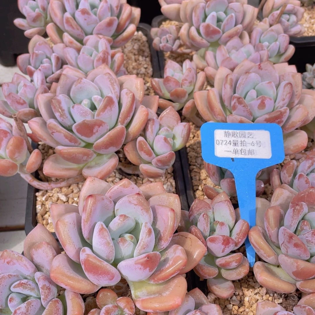 0724-6-母本奥橙群福利一颗量拍