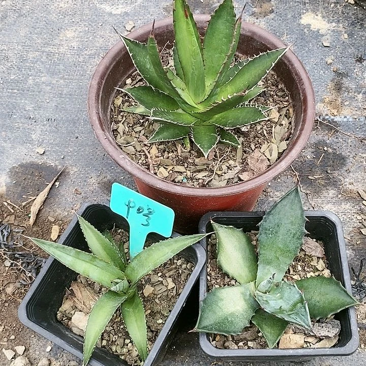 【闪购商品】无花朵龙舌兰赛米娜