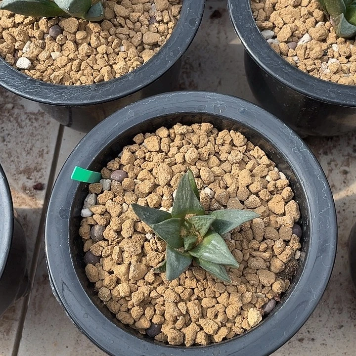 实生4.6cm仲永龙角带皱尤