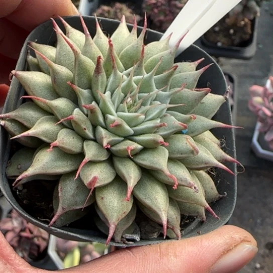 375银星多肉植物多