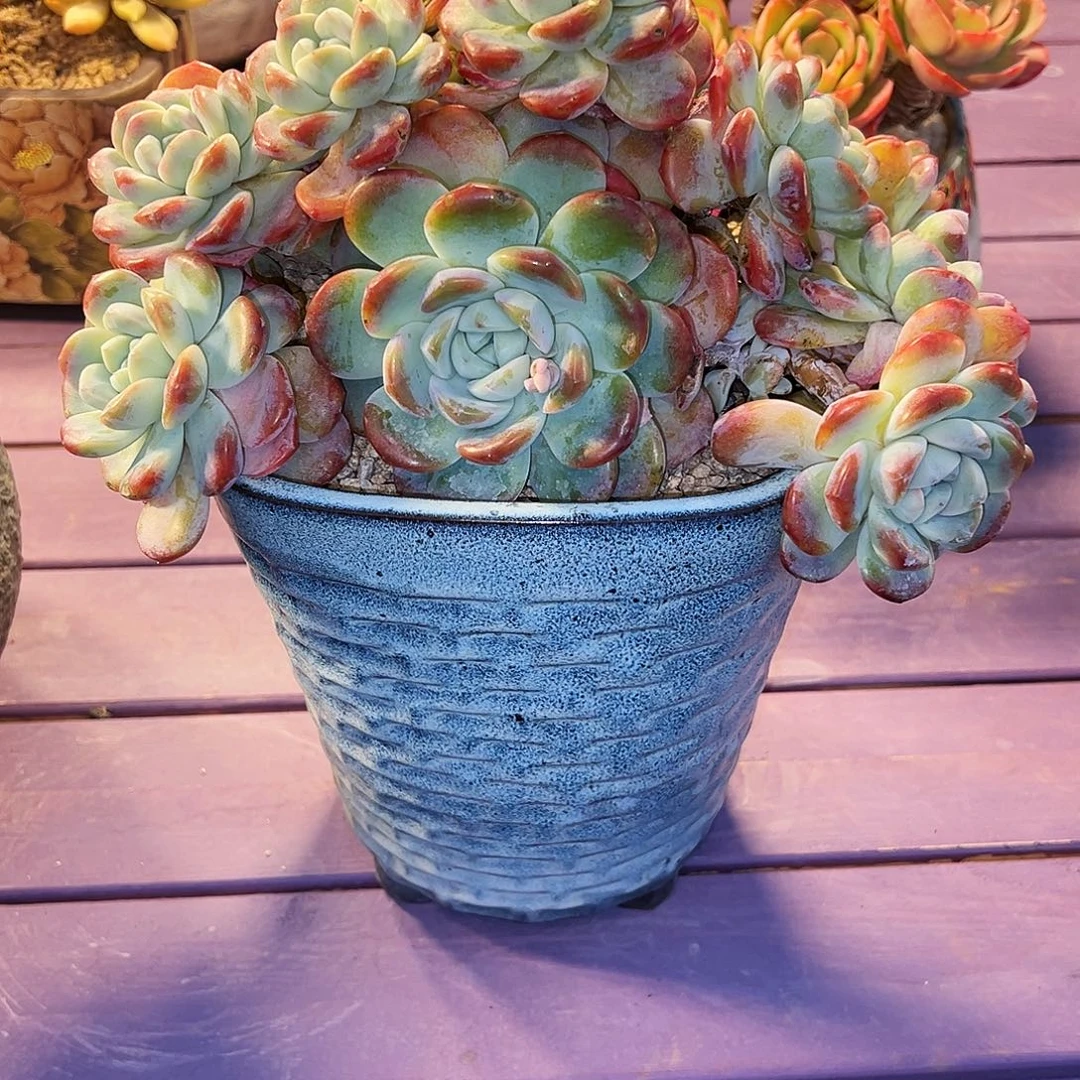 低***念冰玉带盆带盆带盆带盆