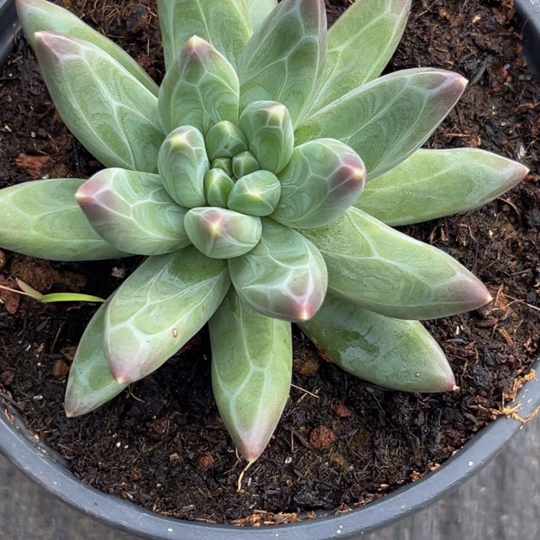 1363下午多肉植物群生