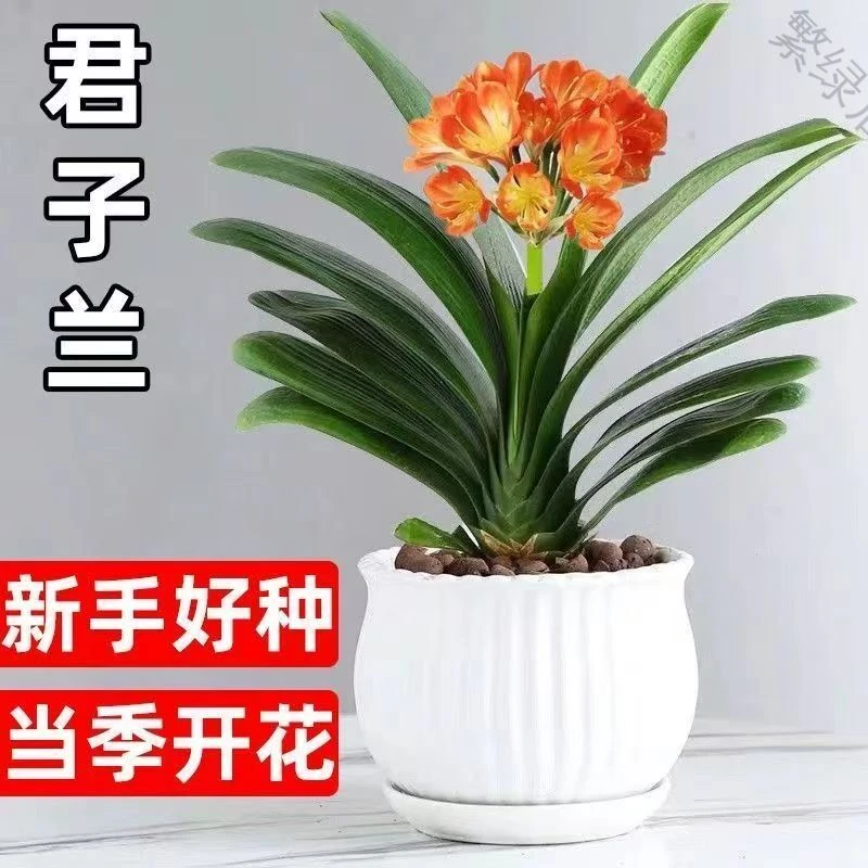 好养活庭院阳台室内大花客厅君子兰盆栽四季绿植适合