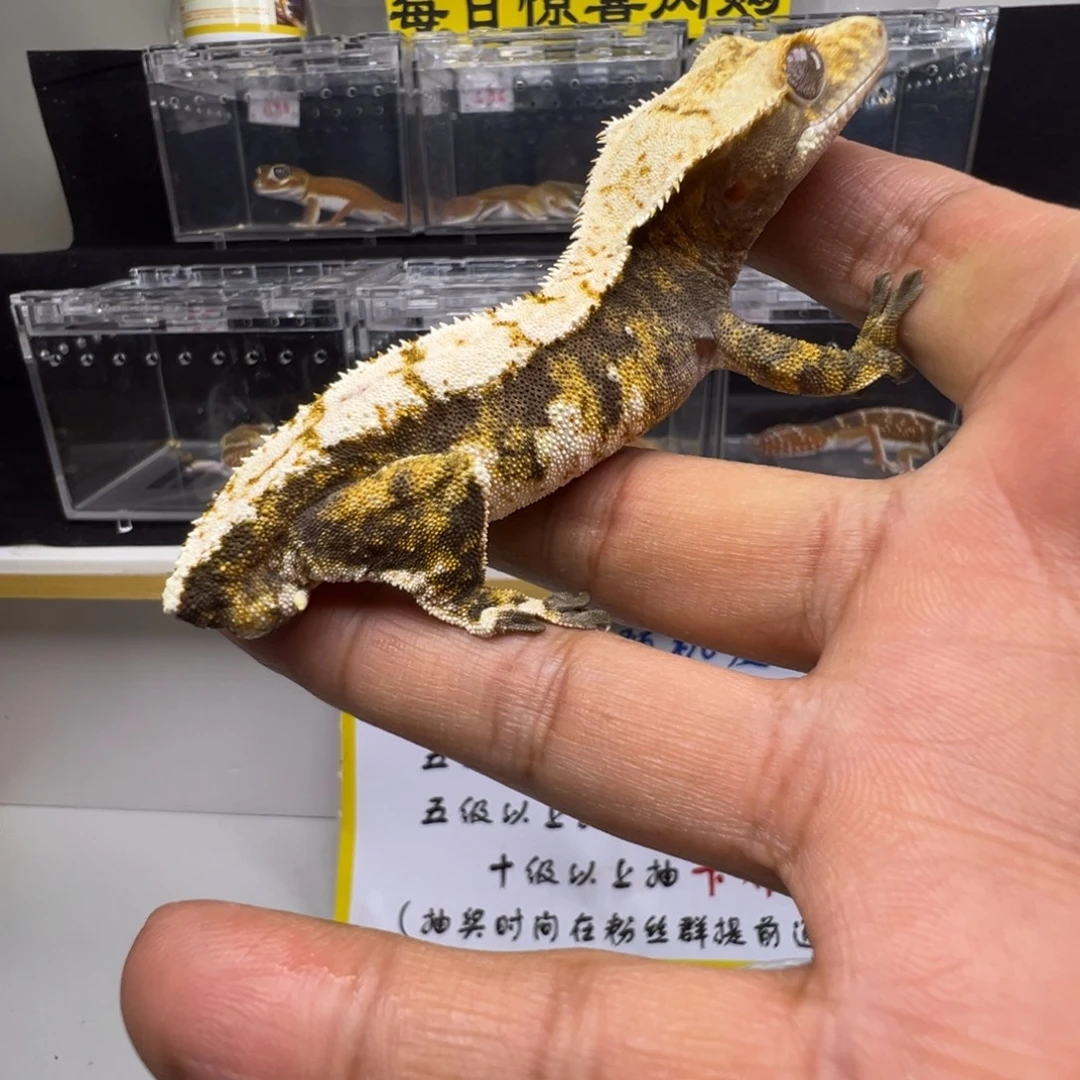 睫角守宫奶油超三成体