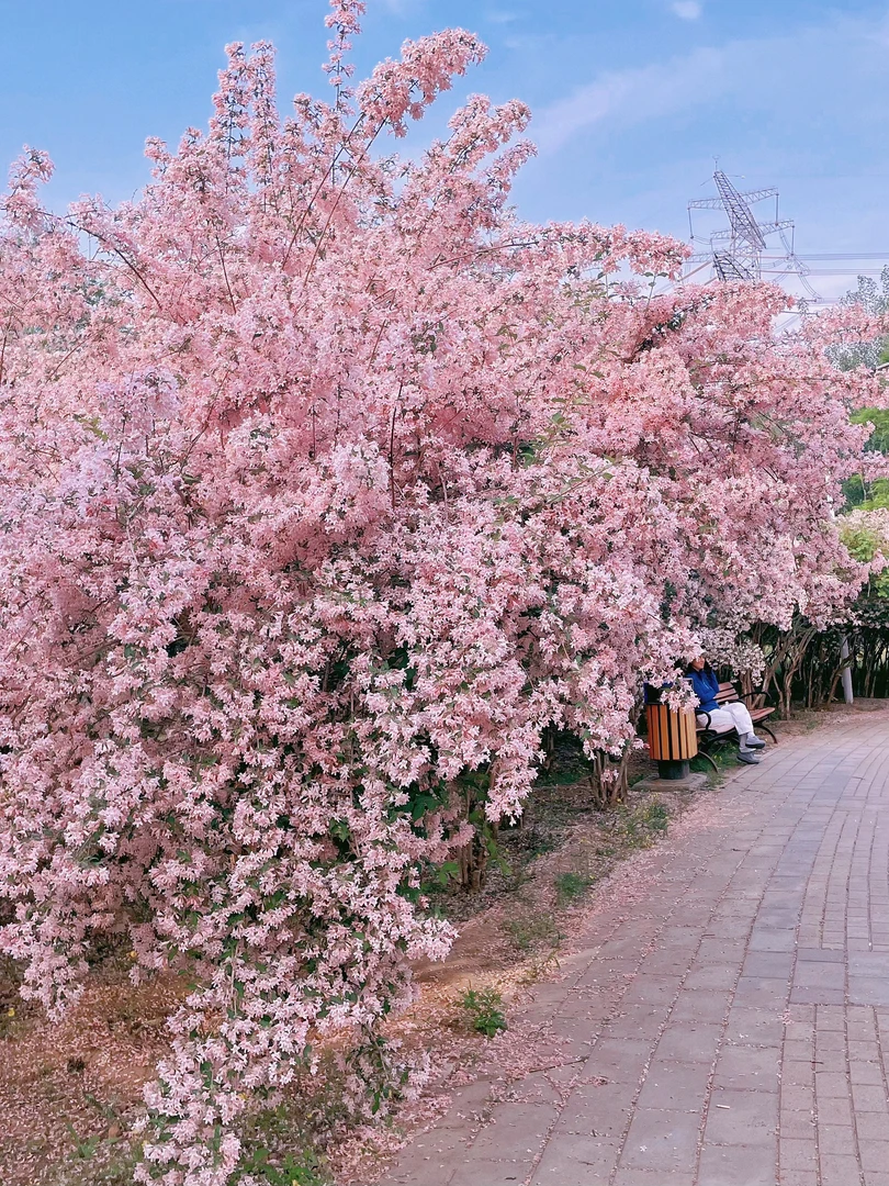猥实花庭院花园植物耐寒耐热非常好养