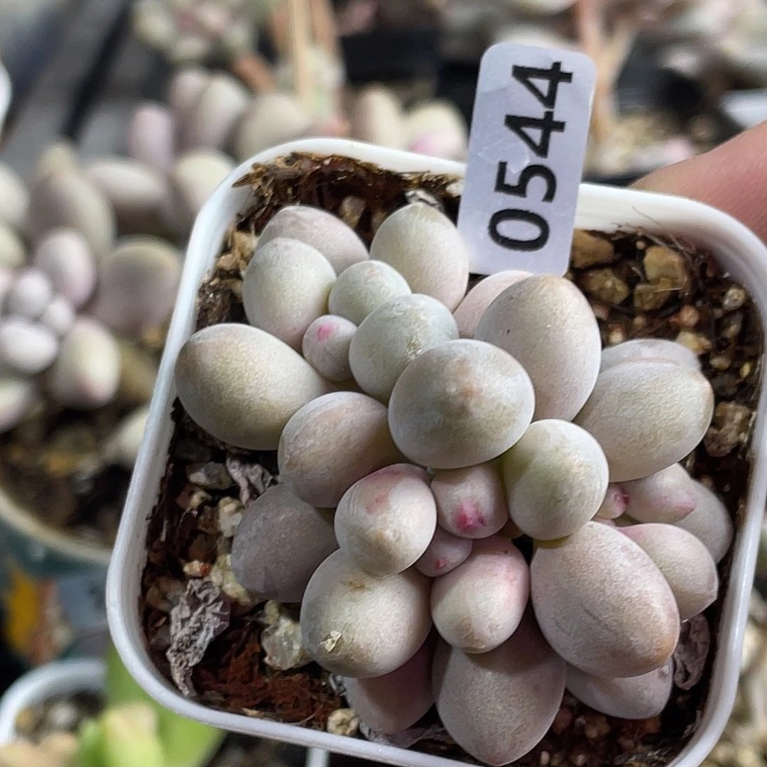 仙子奶酪多肉植物