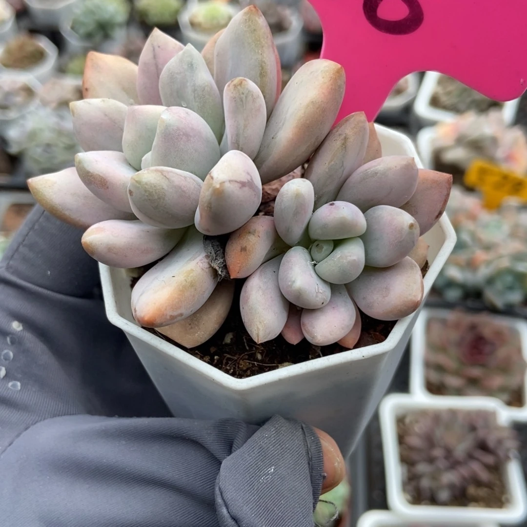 68奥普锦多肉植物