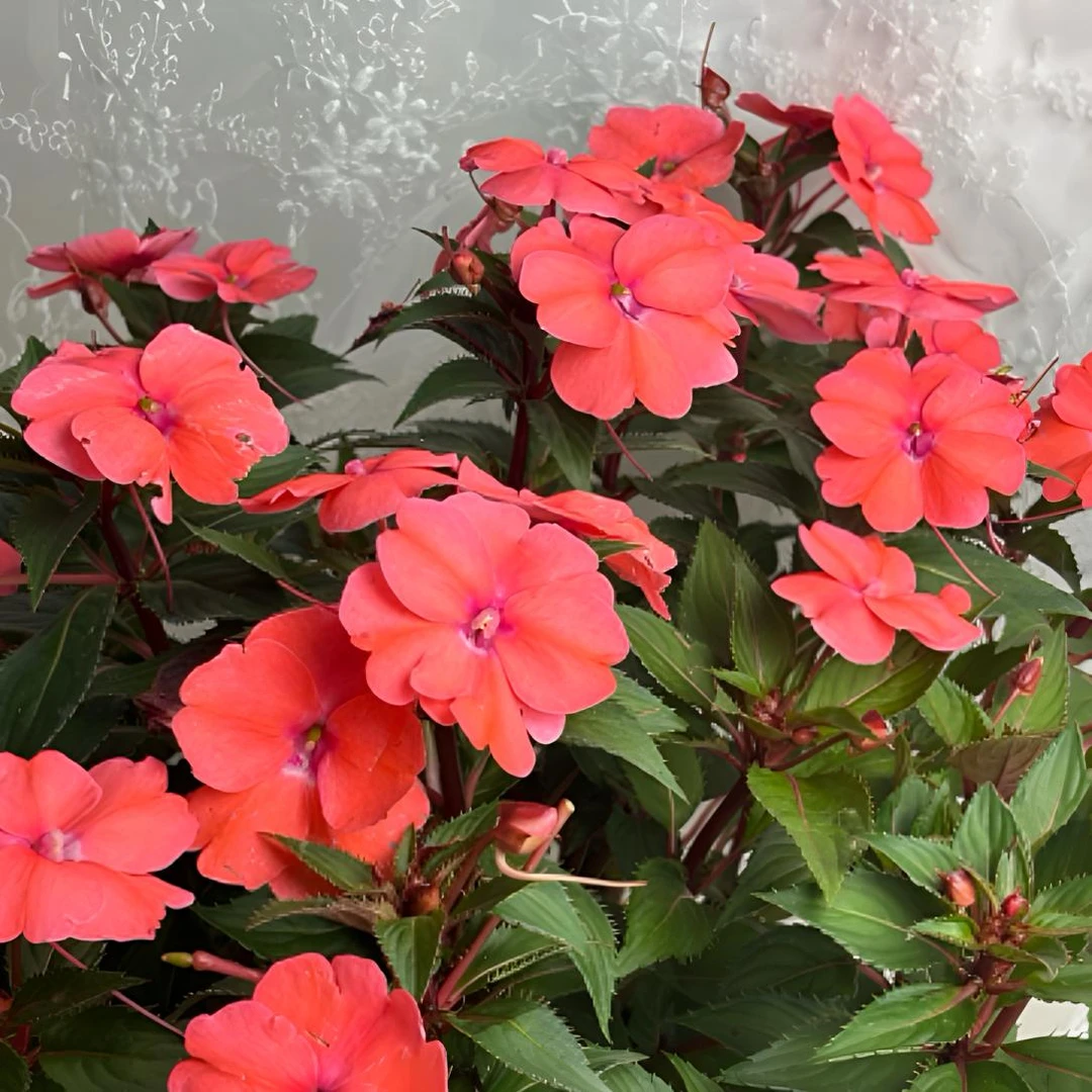 粉色/玫红色凤仙花