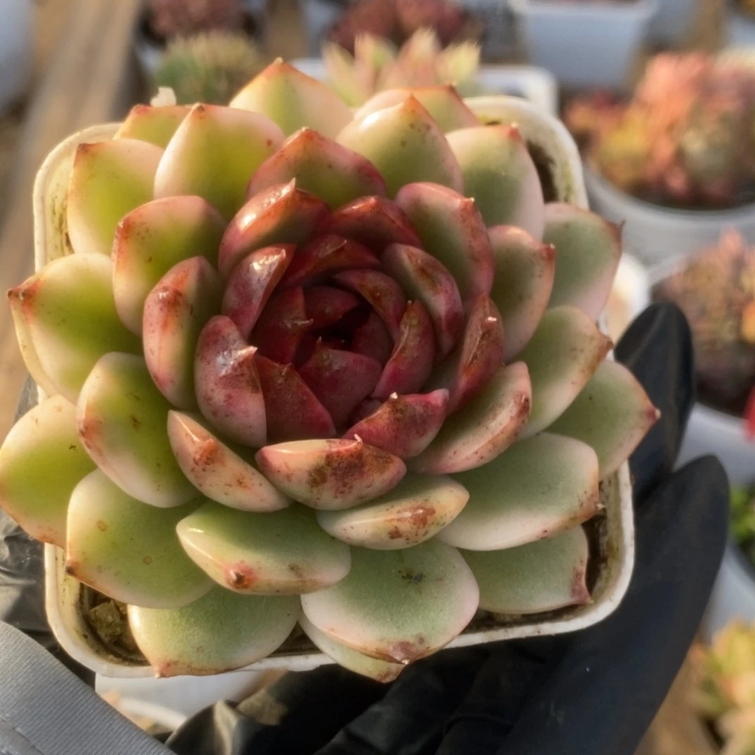 125黑水晶锦锦锦锦锦