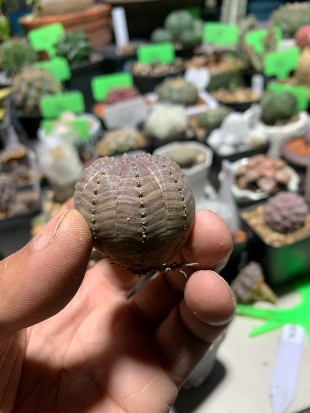 正欧系布纹球 仙人球