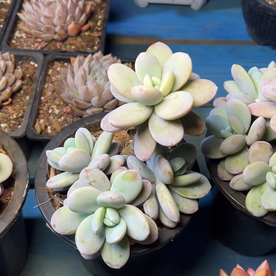 【闪购商品】雪美人多肉19.8