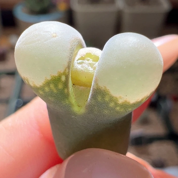 w215。4年b23。特白窗88折后价