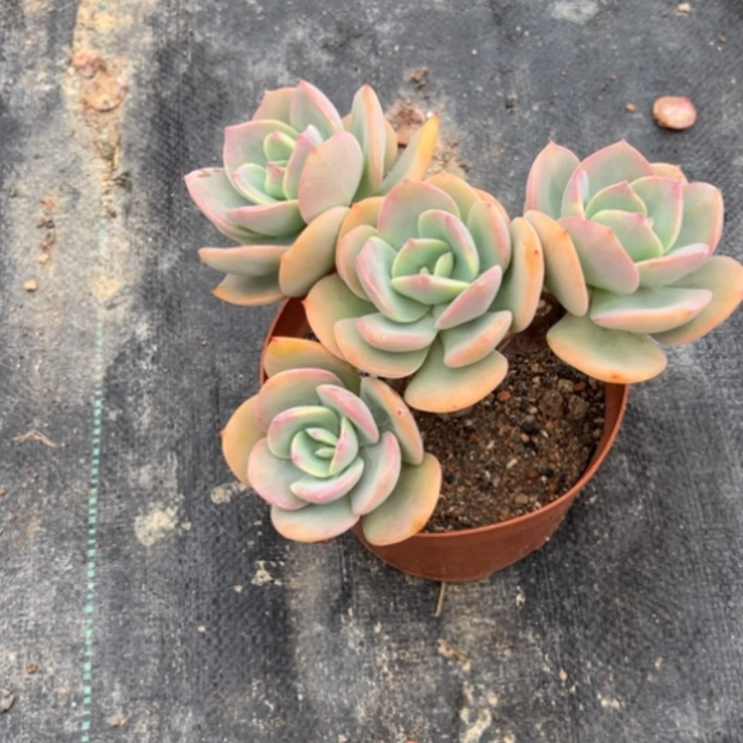 【闪购商品】?**?白凤