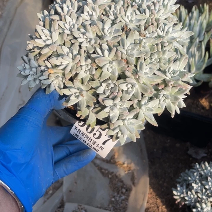 657号白菊多肉植物