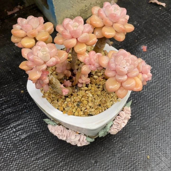 G*弥鹿之森一物一图