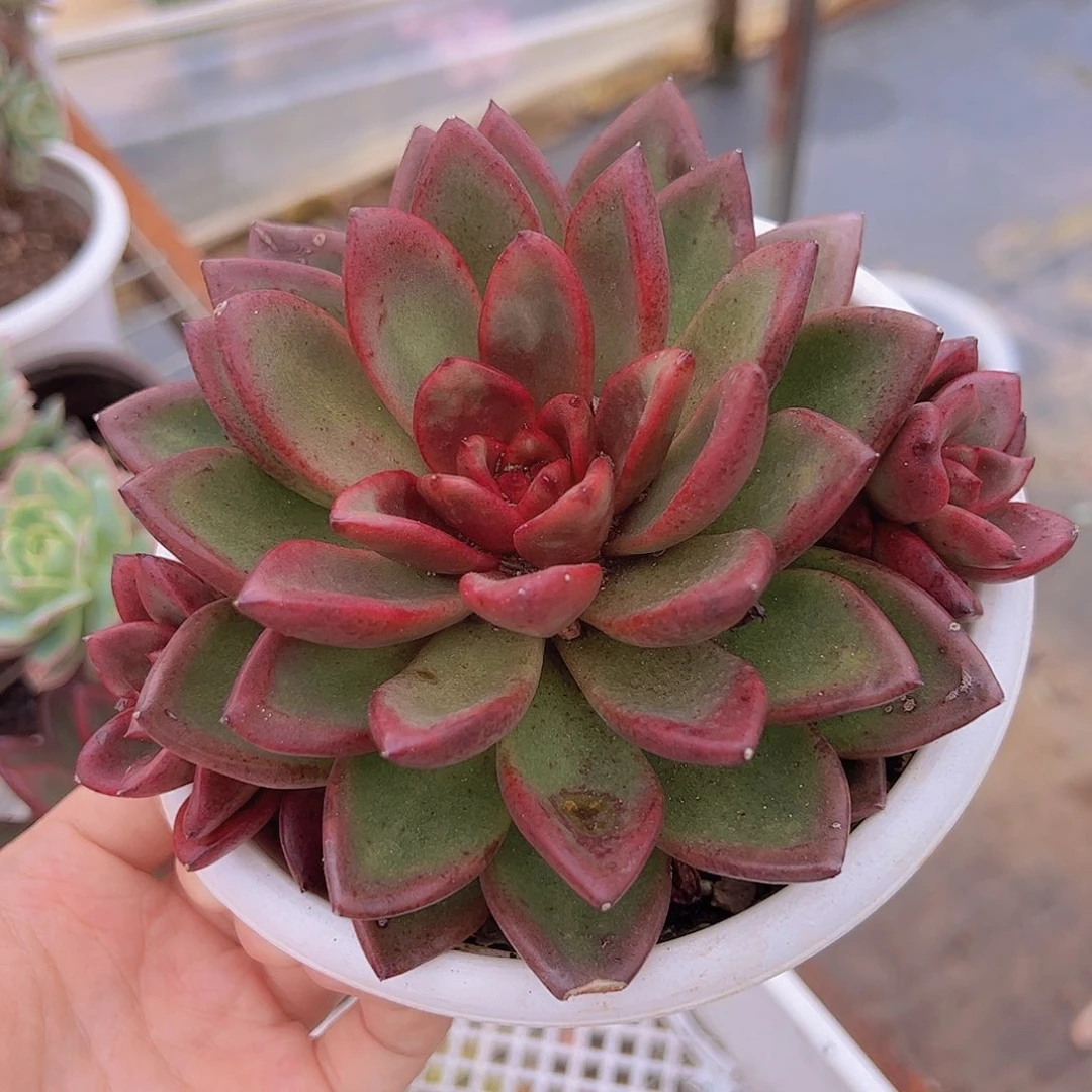 丰沛玫瑰大单头带多仔大盆精品