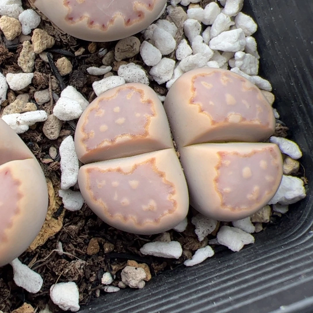 0434号饼干 多肉植物