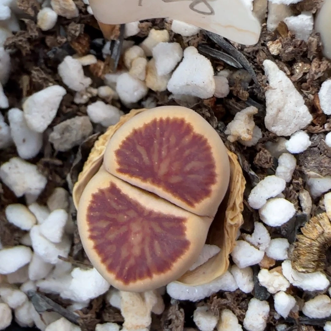 6.1。红窗菊。9090