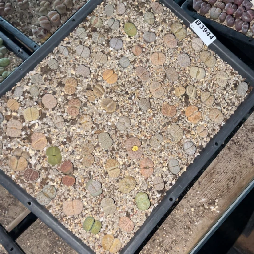 乾***丶3944福利筐1不售后