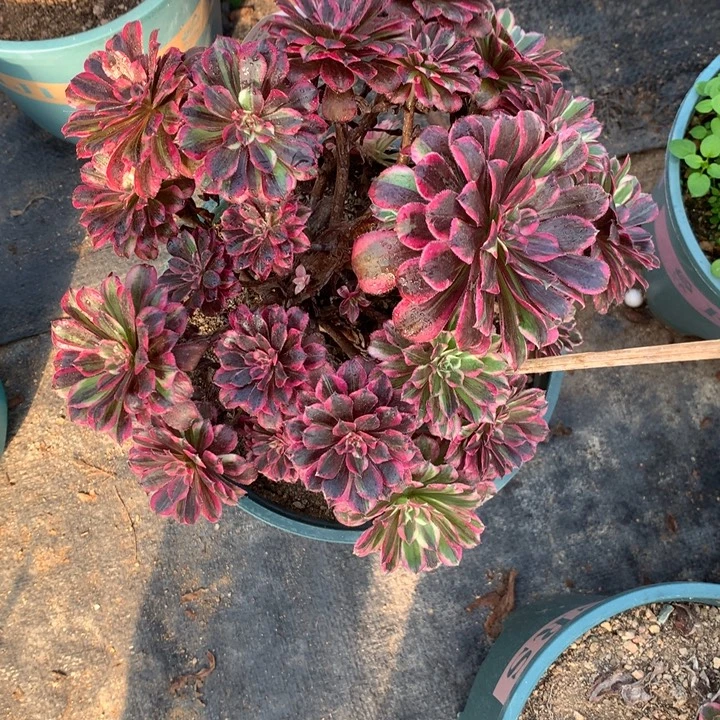209铜花顺多肉植物特价