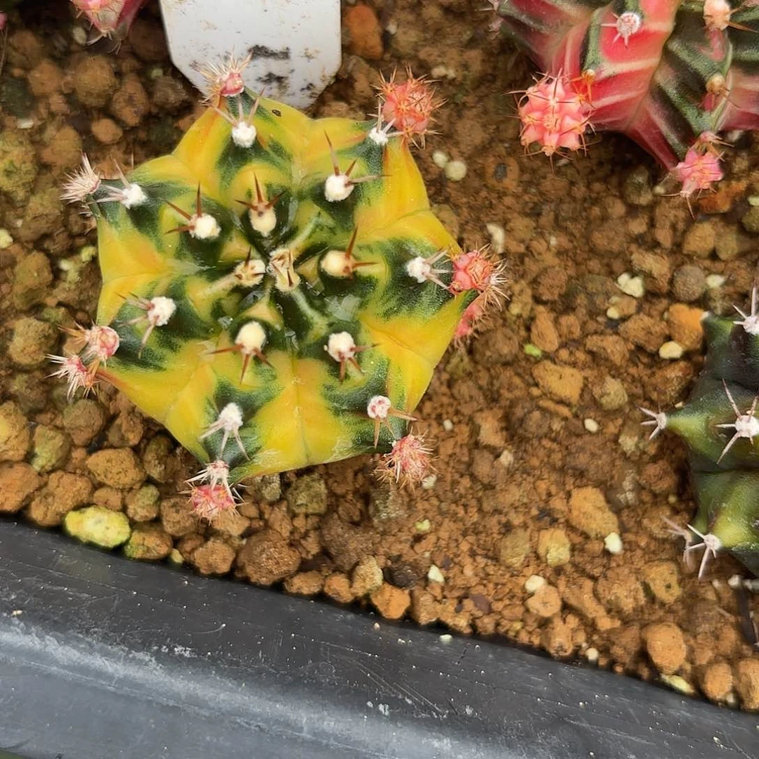 238-0703泰国发货多肉