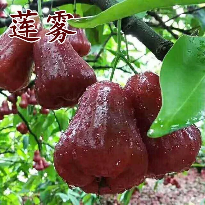 【满5单包邮】送肥料 莲雾黑金刚种子四季播种阳台盆栽小院种植