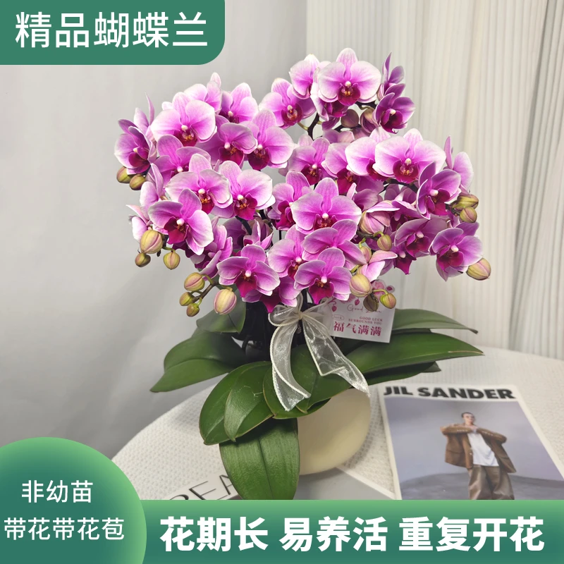 蝴蝶兰<粉红珍珠>紫红色中花 鲜花绿植 带花带花苞 陶瓷盆随发