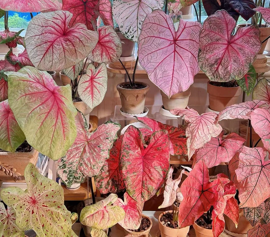 【大多品种彩叶芋】好养创意室内观叶植物以直播间为准
