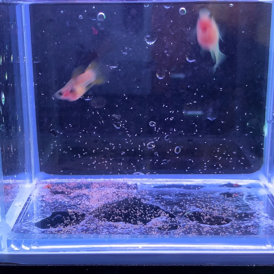孔雀鱼粉猫球一对亚成