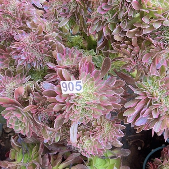 轻***妹多肉植物一个法师