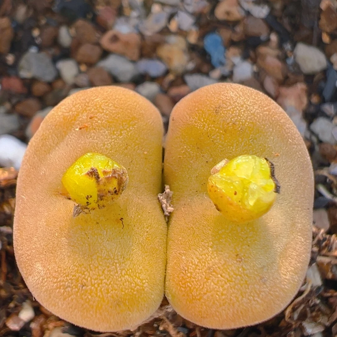 118多肉植物百科知识