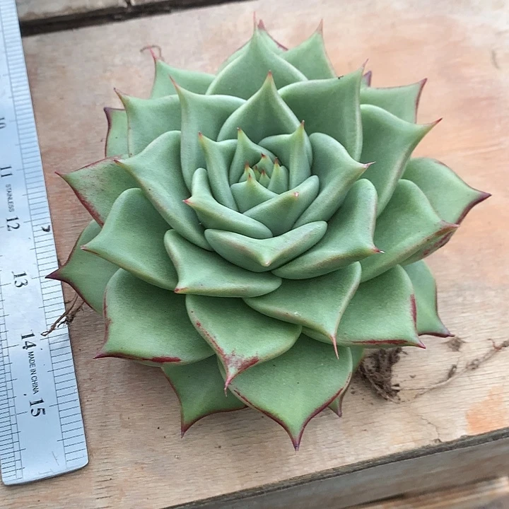 美肉特价活动开始了