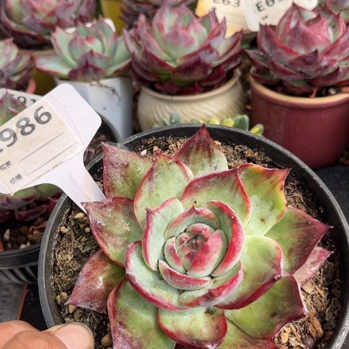 惊鸿一瞥多肉植物986