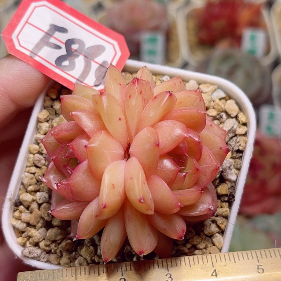 F894一物一拍 富贵迷人眼