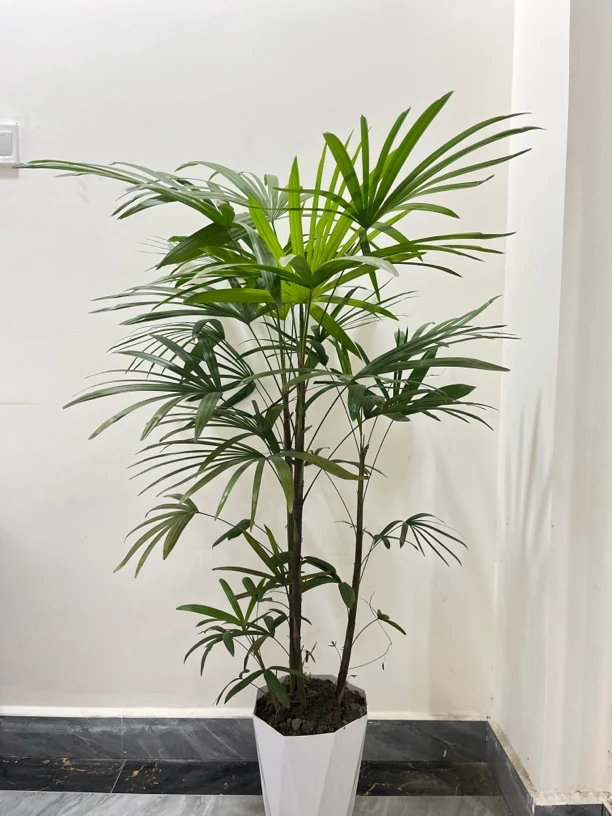 金山棕竹大型室内盆栽绿植家居热门植物净化空气