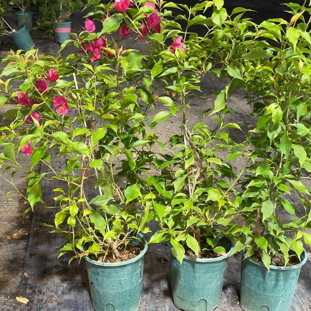 当前无花栽培后可以开花紫红桑巴带竹一颗